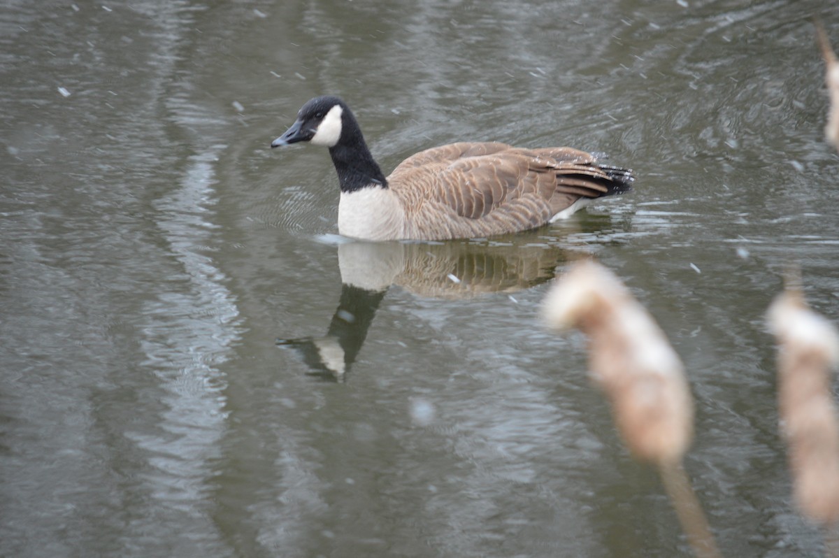 Canada Goose - ML613094564