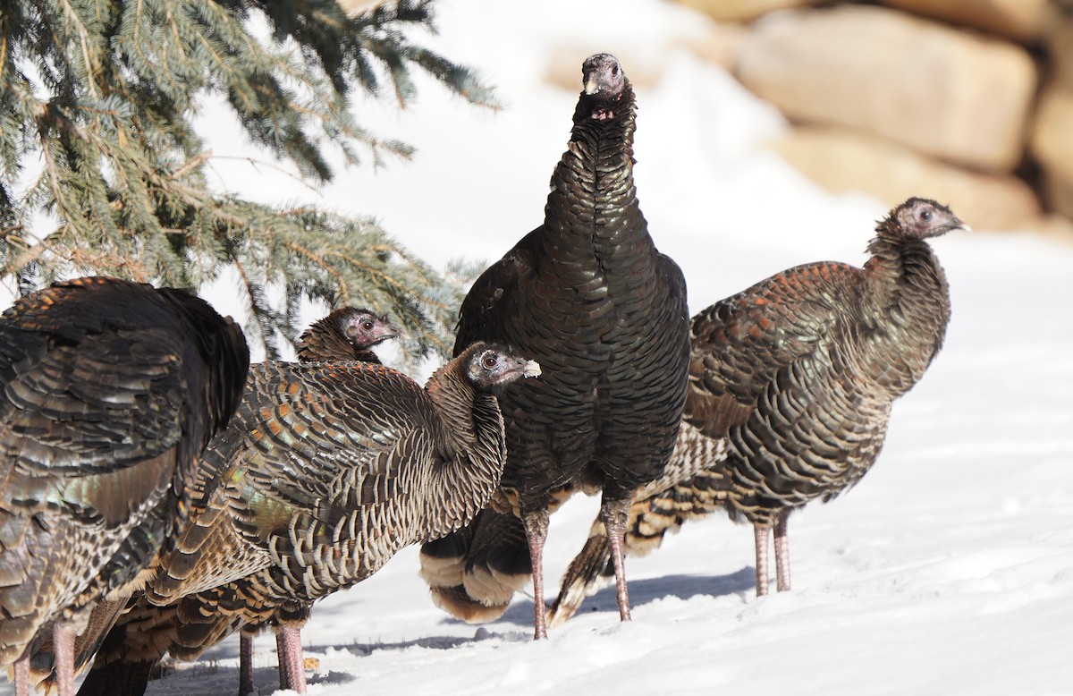 Guajolote Gallipavo - ML613094659