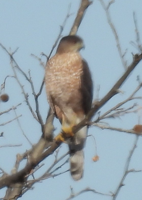 Cooper's Hawk - ML613094662