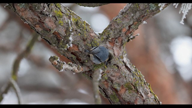 Поползень-крошка - ML613094663