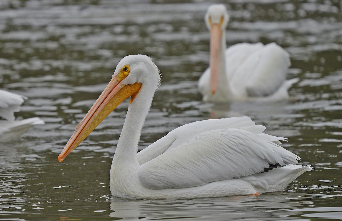 American White Pelican - Tim Avery