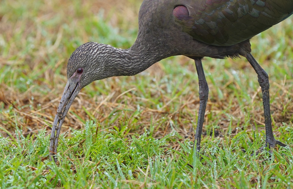 Ibis à face blanche - ML613094698