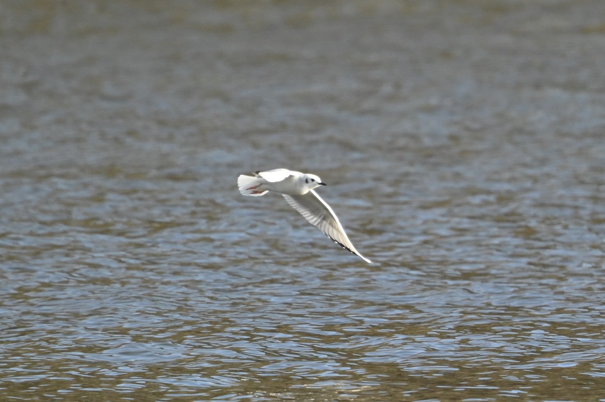 Bonaparte's Gull - ML613094717