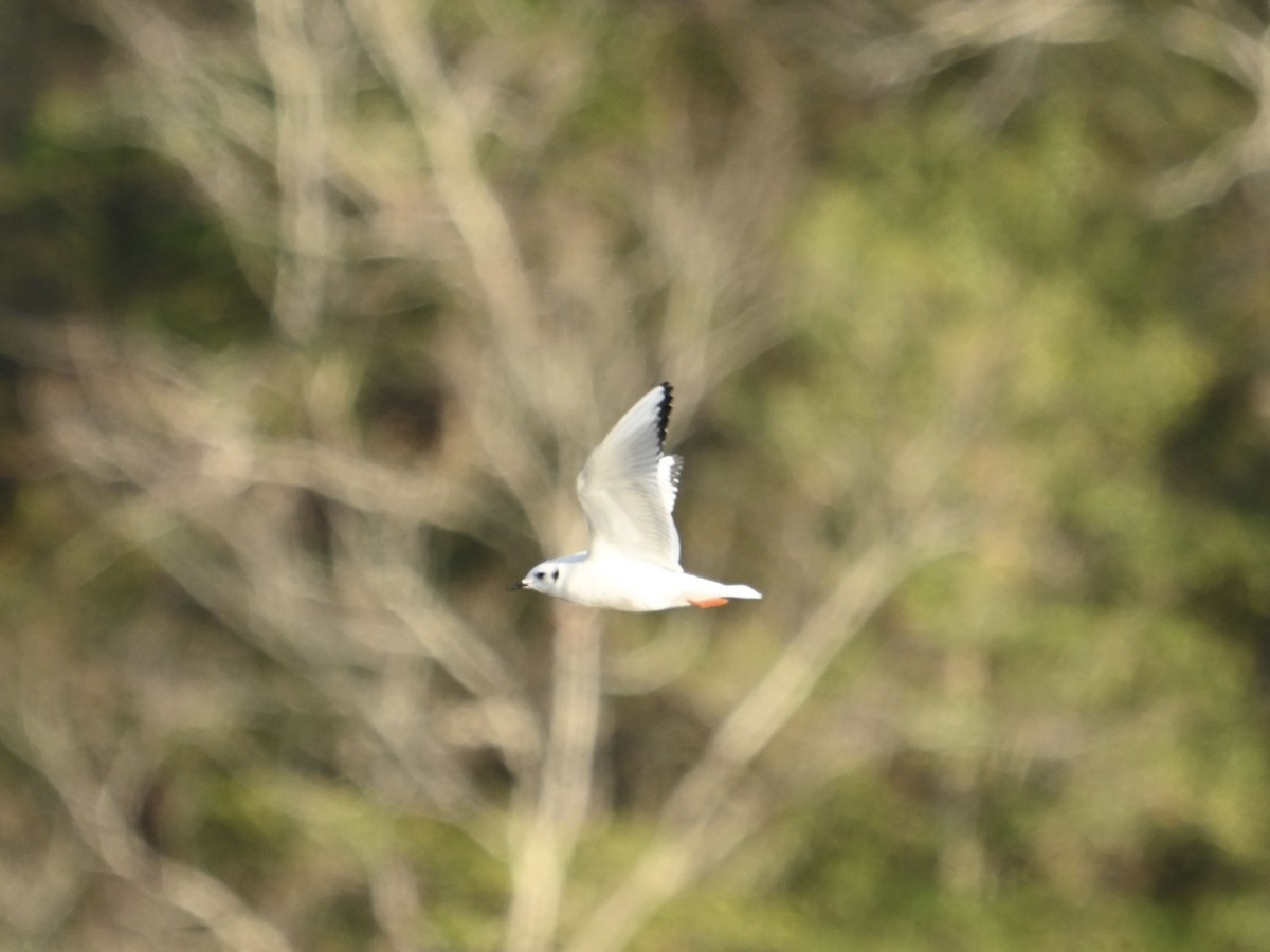 Bonaparte's Gull - ML613094727