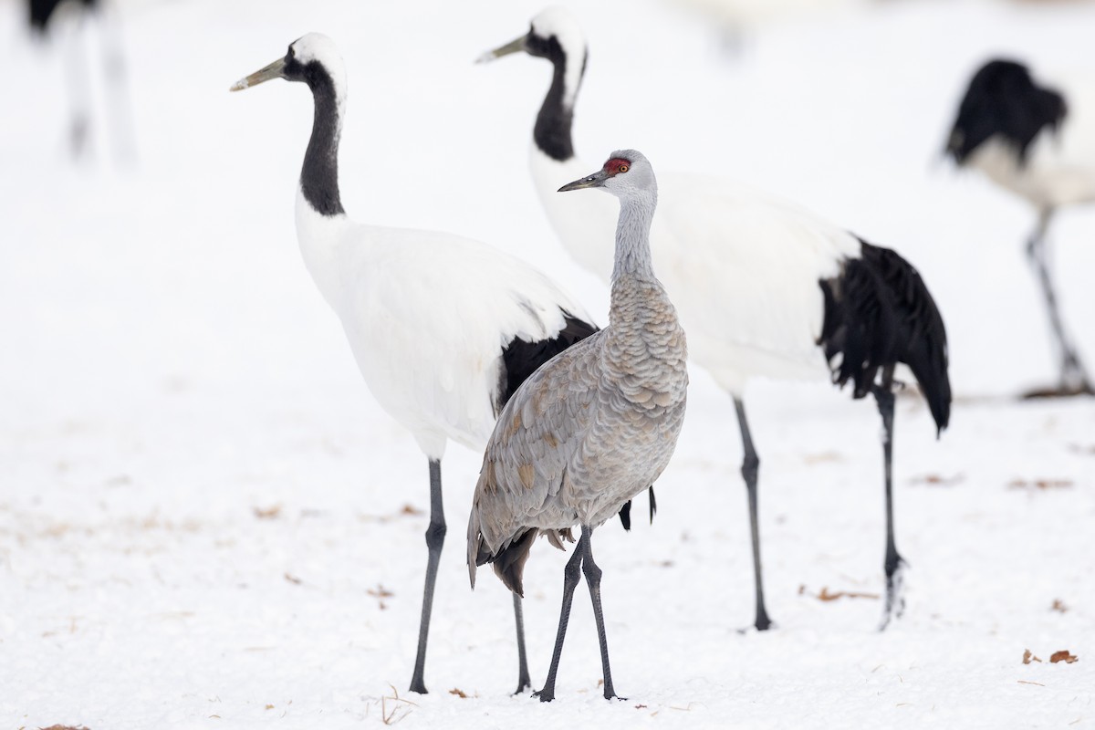 Sandhill Crane (canadensis) - Yann Muzika