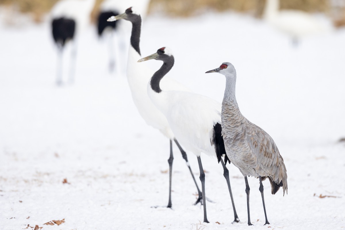 Sandhill Crane (canadensis) - Yann Muzika