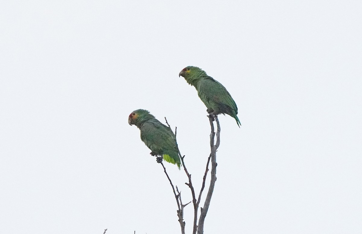 キホオボウシインコ - ML613094936