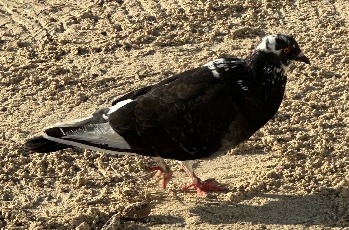 Pigeon biset (forme domestique) - ML613094972