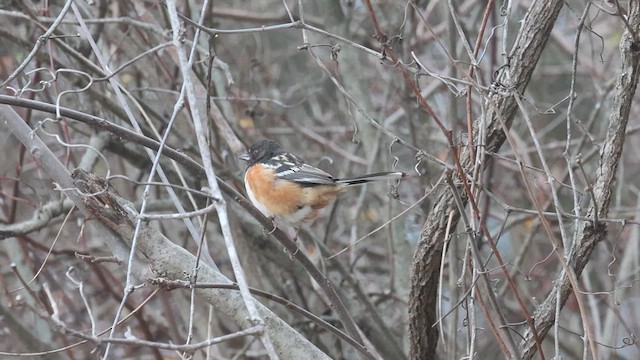 Spotted Towhee - ML613094976