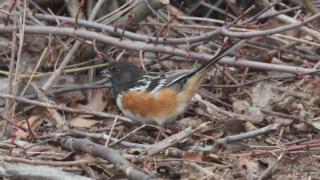 Spotted Towhee - ML613094977
