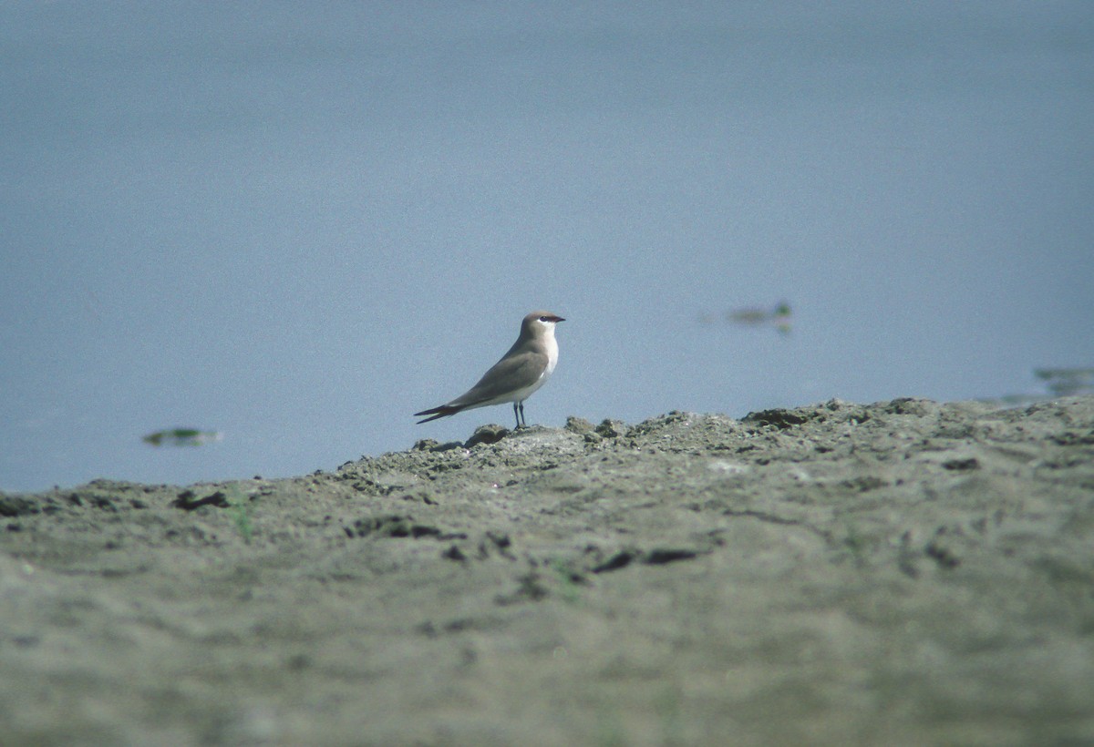 Small Pratincole - ML613094978