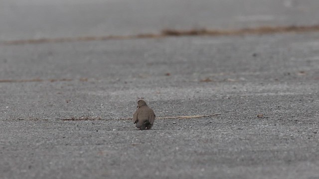 Common Ground Dove - ML613095027