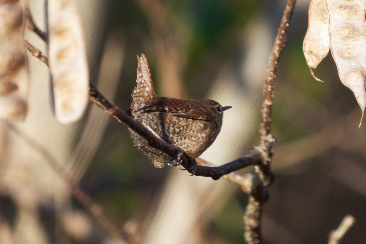 Winter Wren - ML613095078
