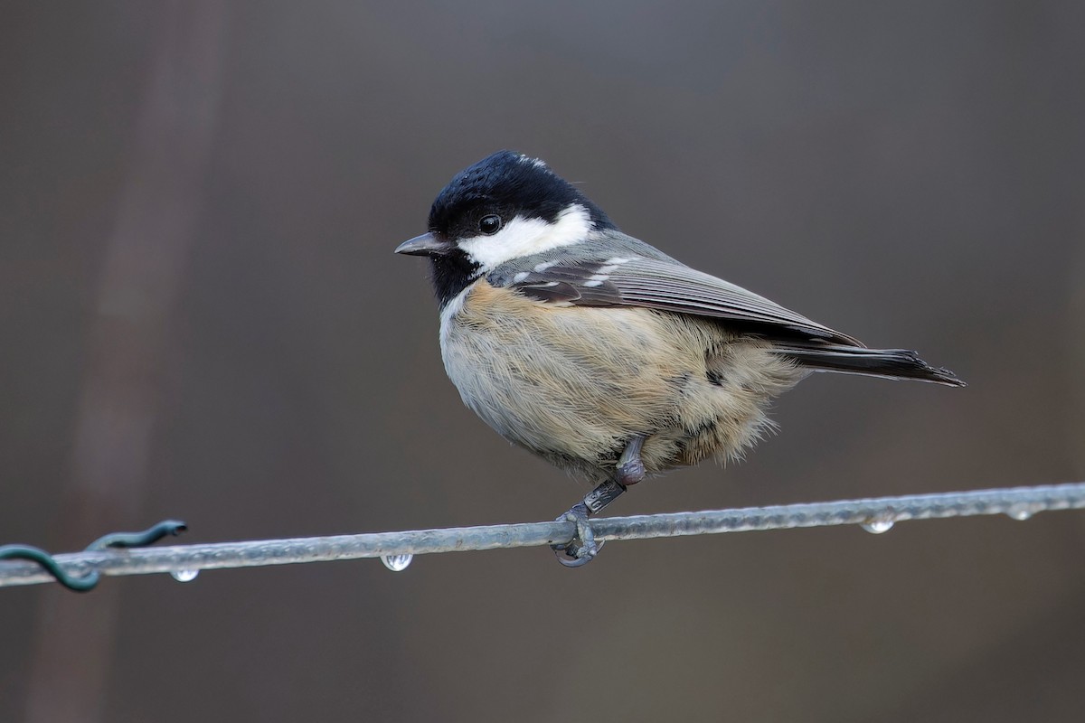 Coal Tit - ML613095100