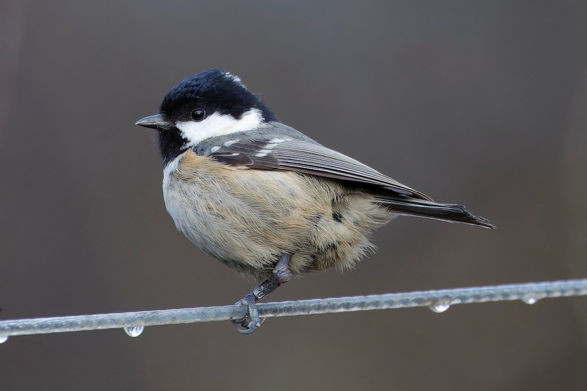 Coal Tit - ML613095101