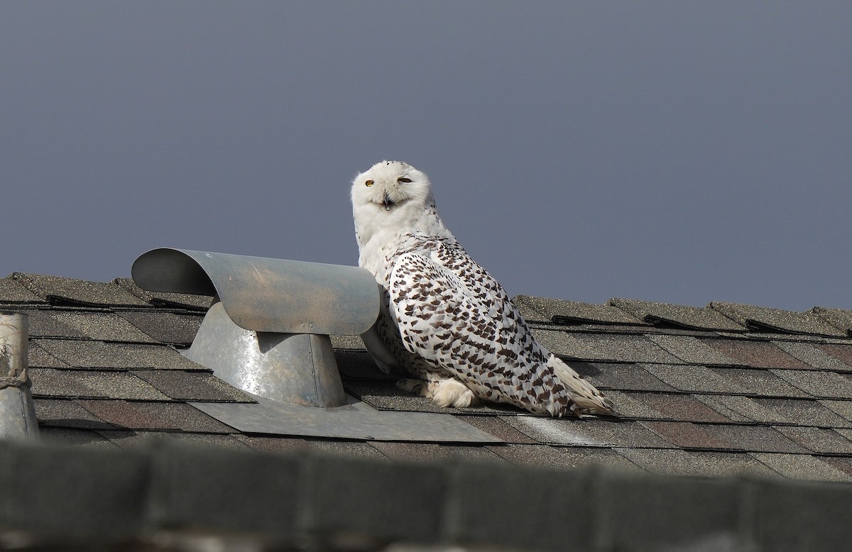 Snowy Owl - Tim Avery