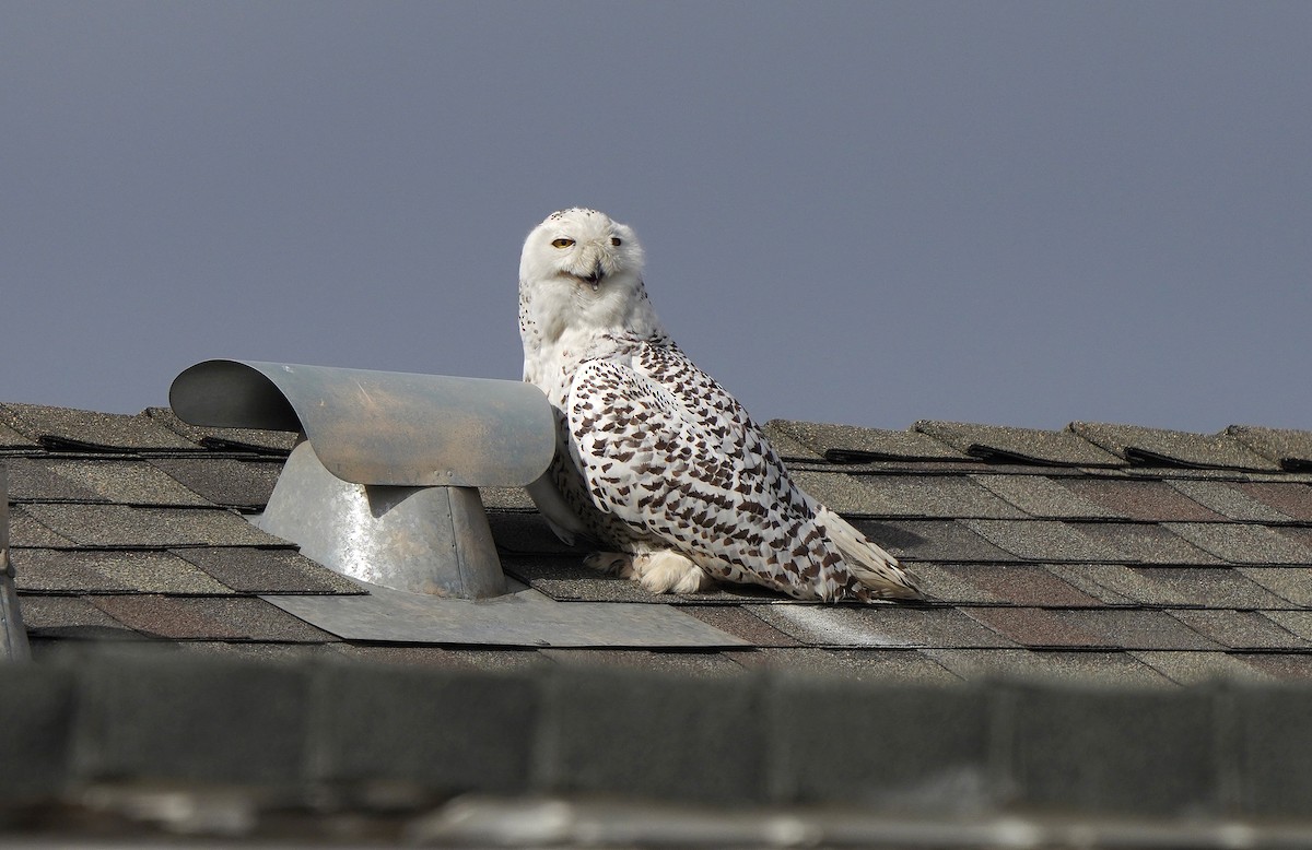 Snowy Owl - Tim Avery