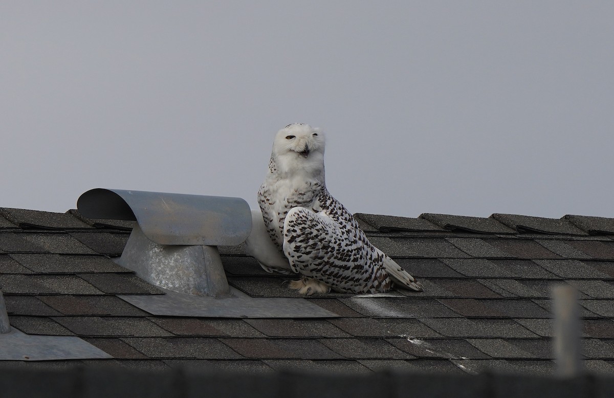 Snowy Owl - Tim Avery