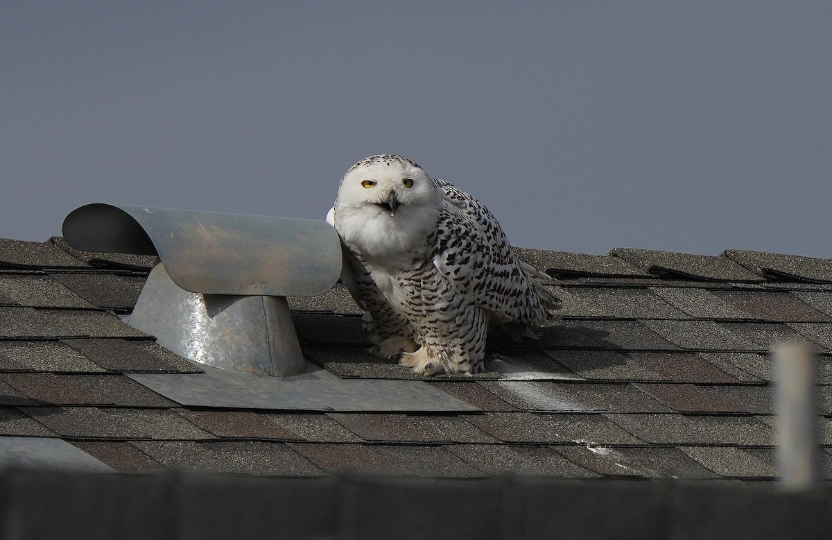 Snowy Owl - ML613095110