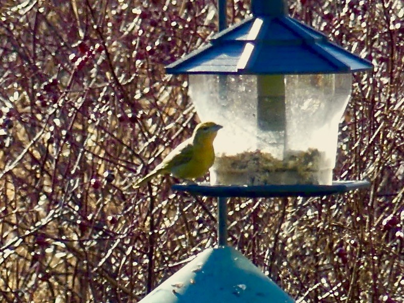 Hepatic Tanager - ML613095121