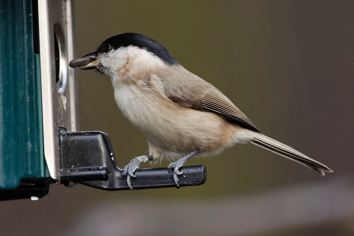 Marsh Tit - Eric Barnes