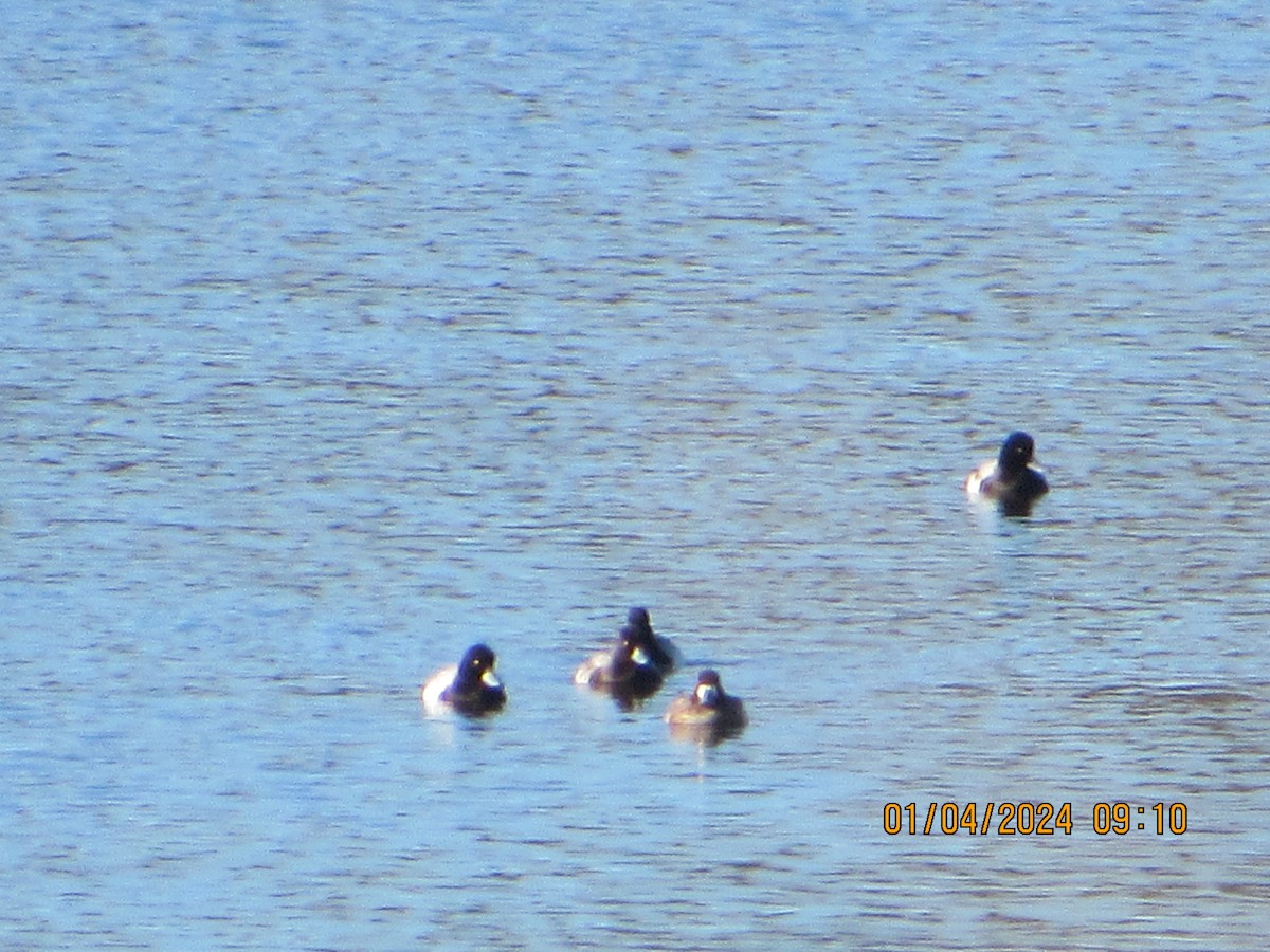 Lesser Scaup - ML613095139