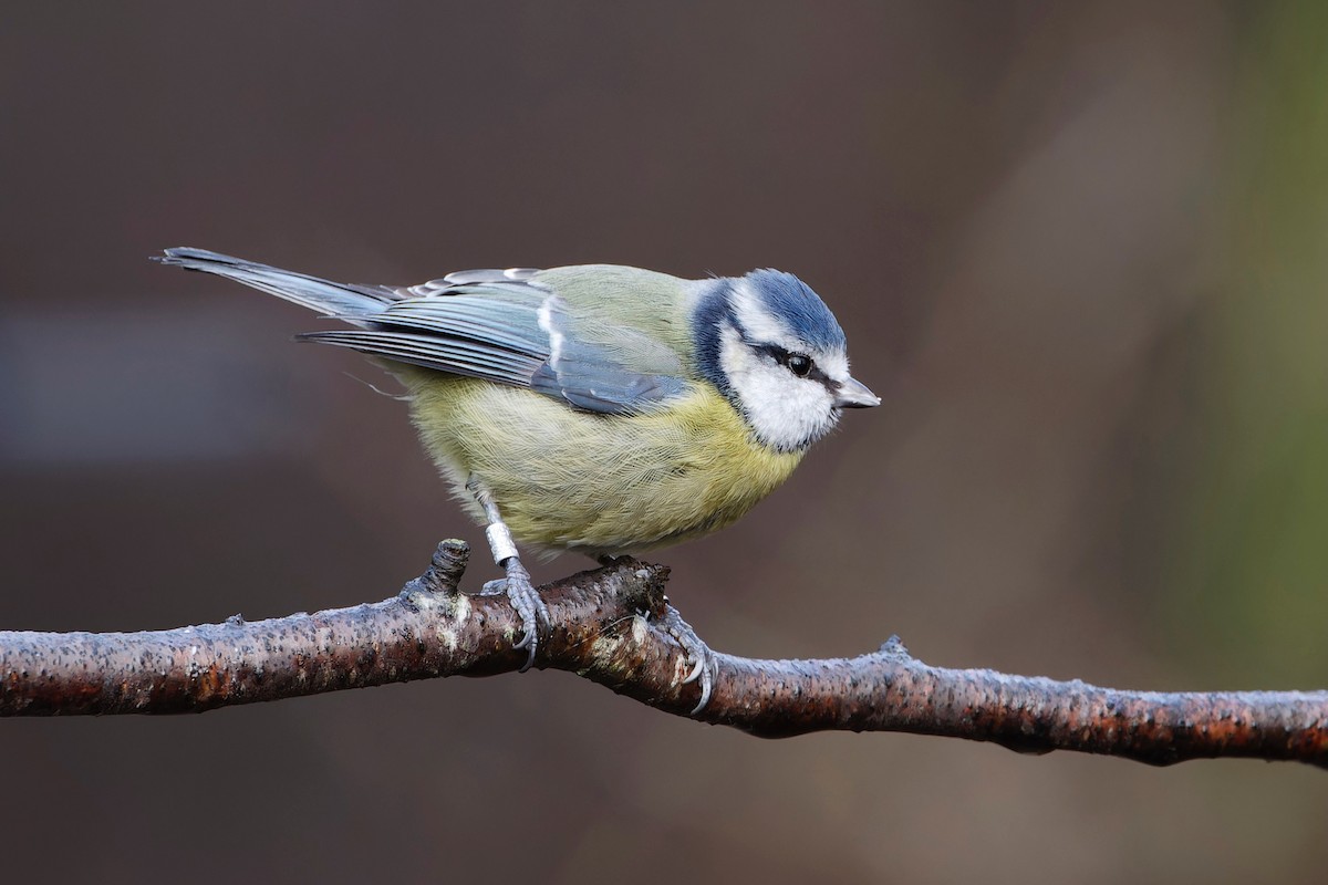 Eurasian Blue Tit - Eric Barnes