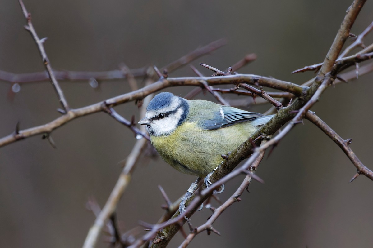 Eurasian Blue Tit - ML613095143