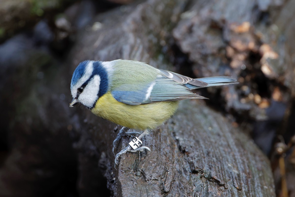 Eurasian Blue Tit - Eric Barnes