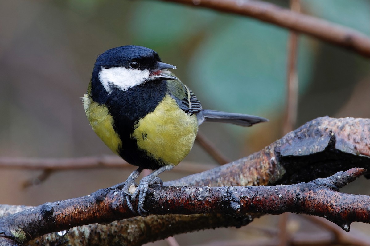 Great Tit - ML613095167