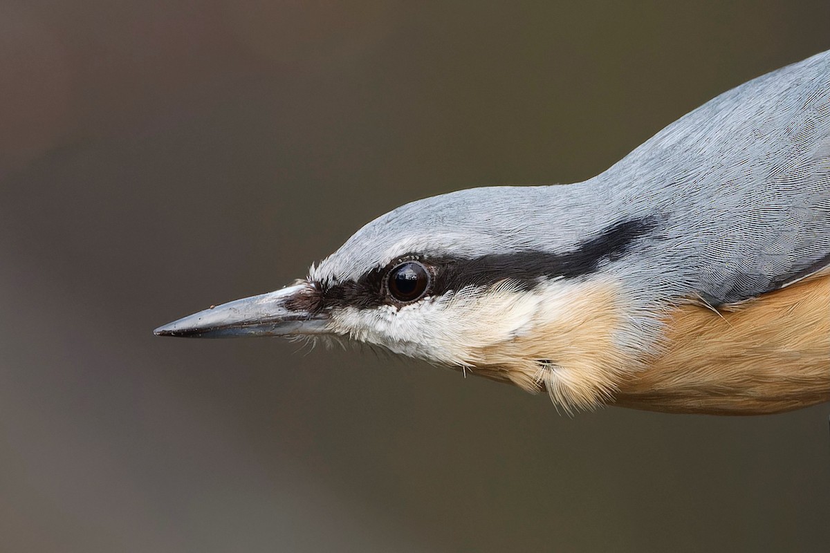 Eurasian Nuthatch - ML613095173