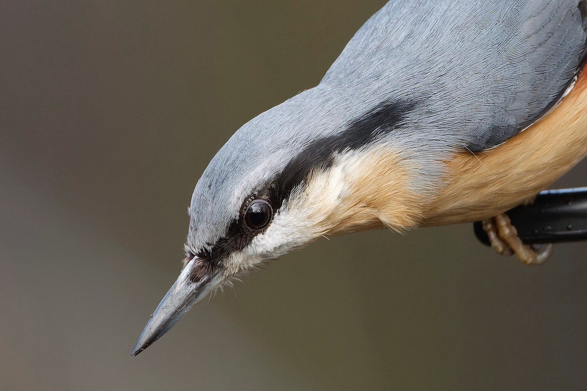 Eurasian Nuthatch - Eric Barnes