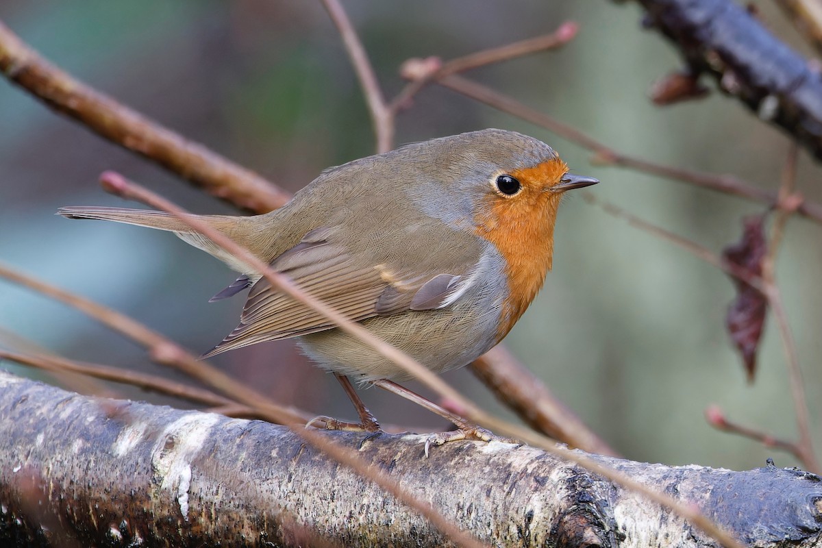 European Robin - ML613095188