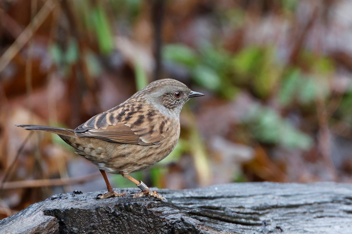 Dunnock - Eric Barnes