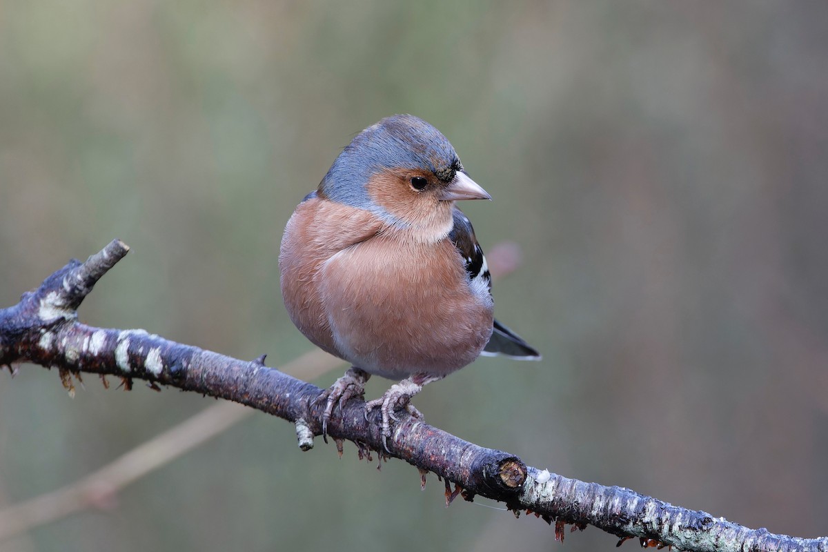 Common Chaffinch - Eric Barnes