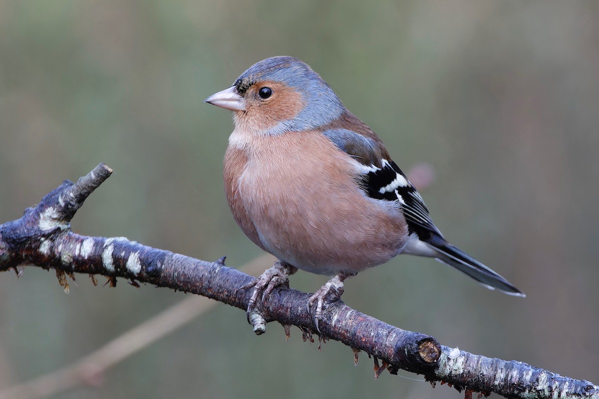 Common Chaffinch - Eric Barnes