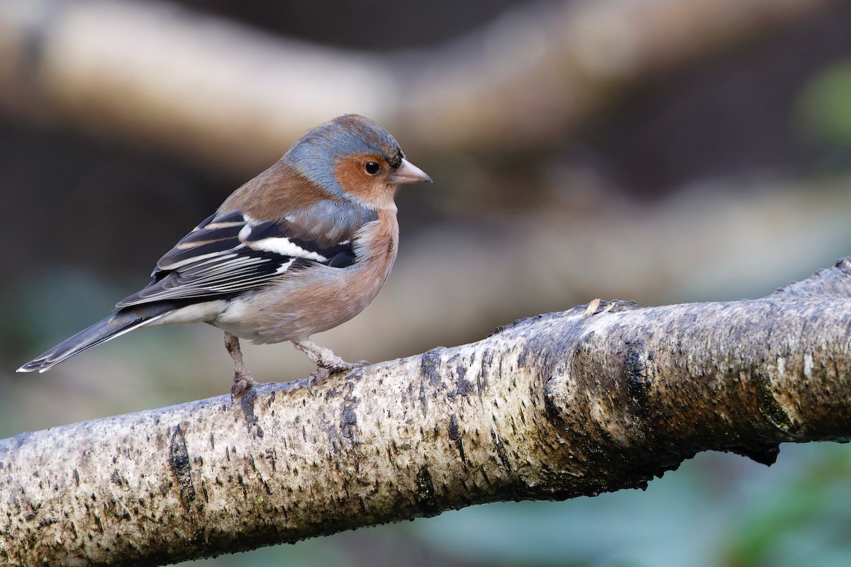 Common Chaffinch - ML613095244