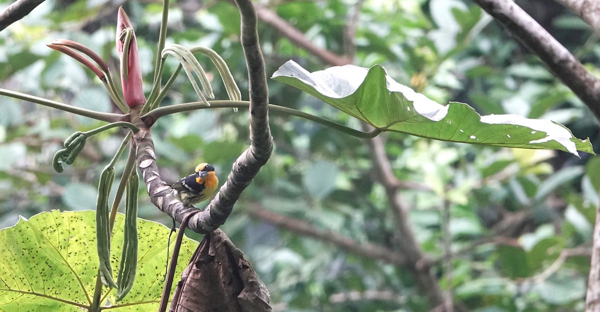 Yaldızlı Barbet - ML613095282