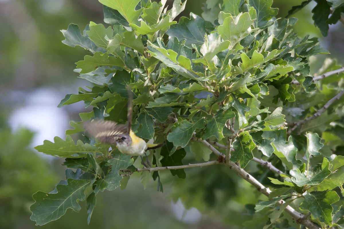 American Redstart - ML613095301