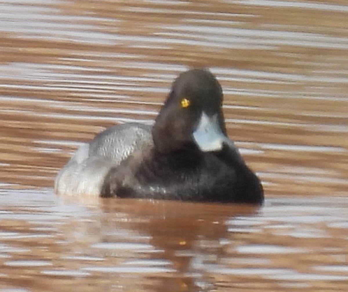 Lesser Scaup - ML613095348
