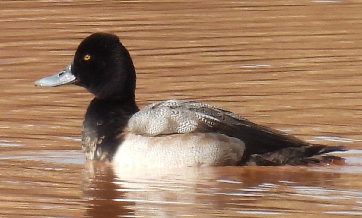 Lesser Scaup - ML613095349