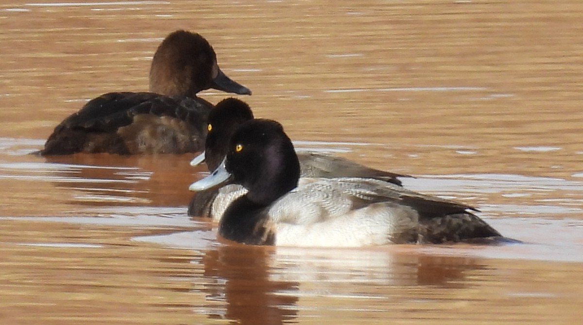 Lesser Scaup - Jeffrey Blalock