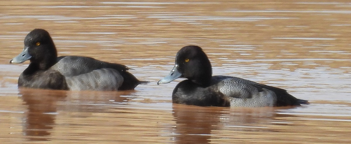 Lesser Scaup - Jeffrey Blalock