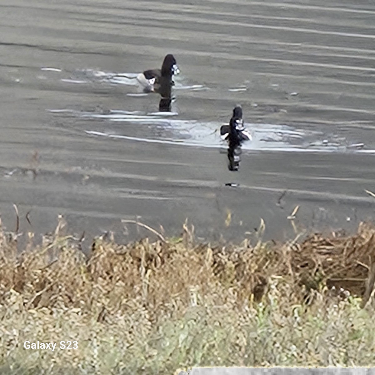 Ring-necked Duck - ML613095355