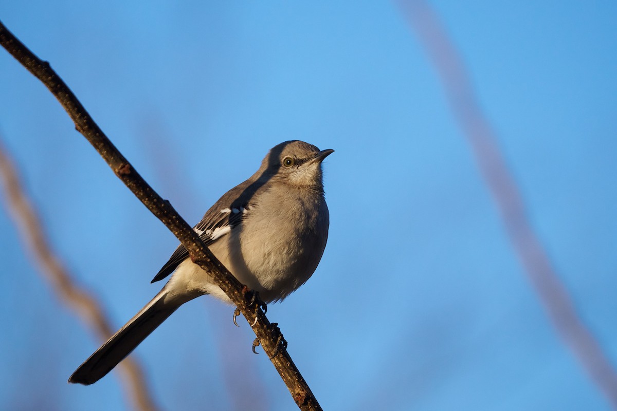 Northern Mockingbird - ML613095384