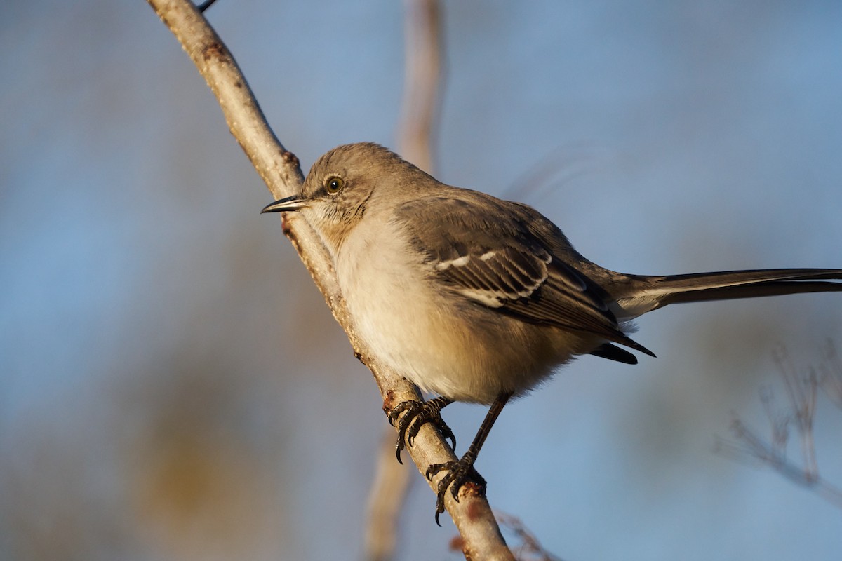 Northern Mockingbird - ML613095385