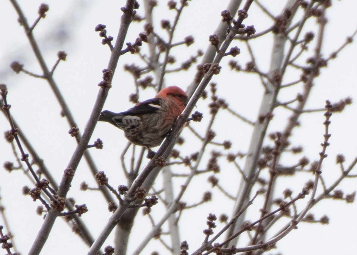 White-winged Crossbill - Jake Nafziger