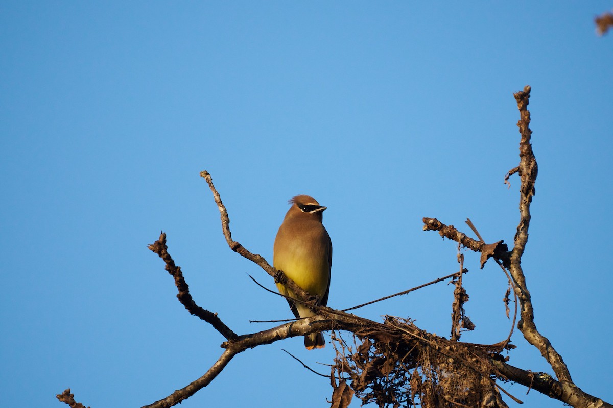 Cedar Waxwing - ML613095402