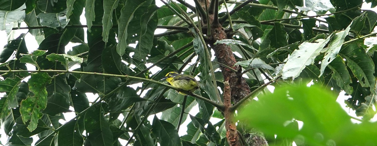 Slaty-capped Shrike-Vireo - ML613095406