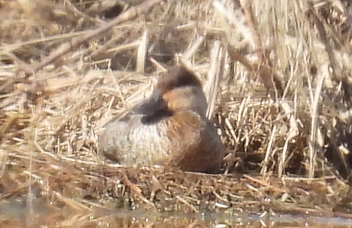 Ruddy Duck - ML613095413